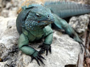 Blue Iguana, Cayman Islands. Photo by Cayman Islands Tourist Board
