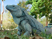 Blue Iguana, Cayman Islands. Photo by Cayman Islands Tourist Board