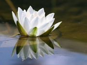 Botany holidays, main image