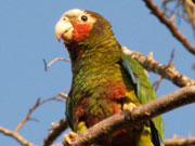 Cayman parrot, Cayman Islands. Photo by Cayman Islands Tourist Board