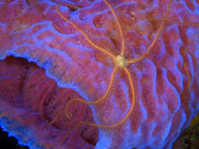 Brittle Star, Cayman Islands. Photo by Cayman Islands Tourist Board