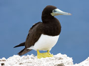 Brown Booby, Cayman Islands. Photo by Cayman Islands Tourist Board