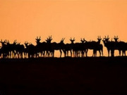 Budget wildlife safaris, main image