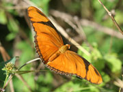 Butterflies, Cayman Islands. Photo by Cayman Islands Tourist Board