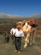 Camels at La Geria, Lanzarote. Photo by Lanzarote Tourist Board