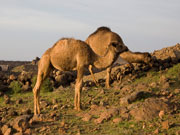 Camels near Caldera Blanca, Lanzarote. Photo by Nick Haslam