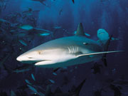 Caribbean Reef Shark, Cayman Islands. Photo by Cayman Islands Tourist Board