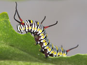 Caterpillar, Cayman Islands. Photo by Cayman Islands Tourist Board