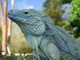 Cayman Islands blue iguana