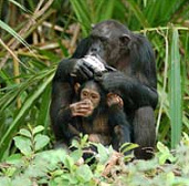 Chimpanzees in Gambia