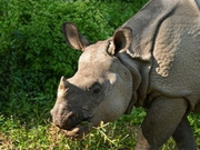 Chitwan holidays, main image