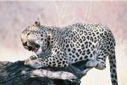 Namibia
