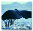 Whales