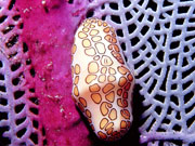 Sea Cucumber, Cayman Islands. Photo by Cayman Islands Tourist Board