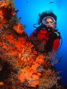 Diver and corals, Lanzarote. Photo by Lanzarote Tourist Board