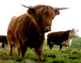 Cows, Shropshire self catering cottage