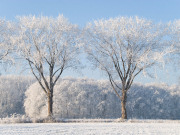 December late availability