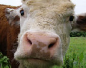 Devon accommodation, Cow