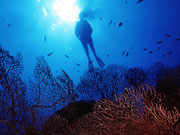 Diver, Cayman Islands. Photo by Cayman Islands Tourist Board