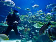 Diving in Europe holidays, main image