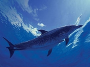 Dolphin watching holidays, main image