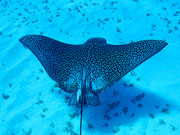 Eagle ray, Cayman Islands. Photo by Cayman Islands Tourist Board