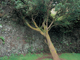 Arbol Garoe