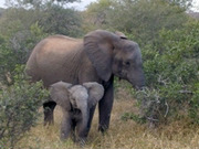 Elephant conservation projects, main image