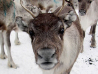 Reindeer, Finnish Lapland