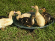 Ducks