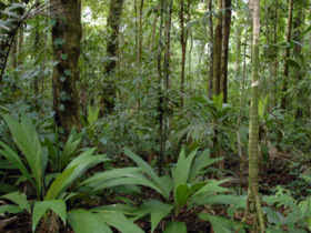 Amazon, main image