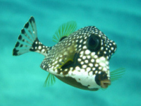 Scuba diving holiday, St Vincent and the Grenadines