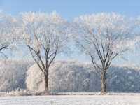 White christmas