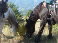 Horses
