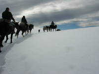 Riding the transhumance