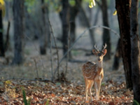 Tiger spotting, Ranthambore
