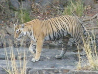 Tiger spotting, Tiger