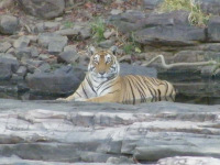 Tiger spotting, tiger