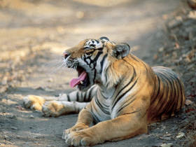 Tiger spotting, main