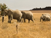 Family safaris, main image