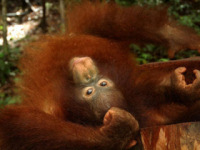 Orangutan volunteering in Borneo