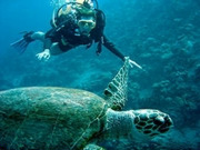 Gap year marine conservation, main image
