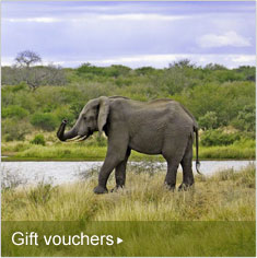 Gift vouchers