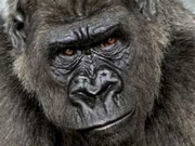 Gorilla watching safaris, main image