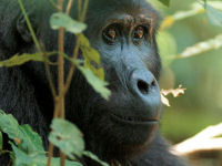 Gorilla and chimp safari