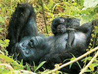 Gorilla and chimp safari