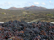 Grapes at a vinyard in Lanzarote. Photo by Lanzarote Tourist Board