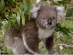 Melbourne and Victoria guide