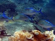Great Barrier Reef holidays, main image