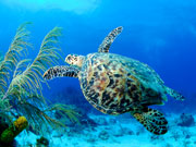 Green turtle, Cayman Islands. Photo by Cayman Islands Tourist Board